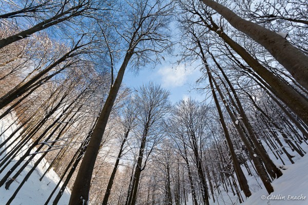 Sfarsit de iarna la Cozia | Fotografie de peisaj si arhitectura | Catalin Enache
