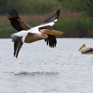 In Delta Dunarii – dupa pasari - colonie pelicani