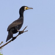 In Delta Dunarii - dupa pasari - cormorani