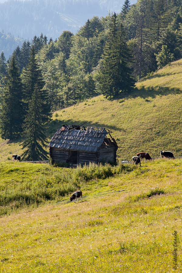 Calator prin Bucovina – peisaje de vara